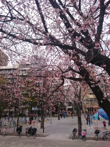 DSC_0120_1